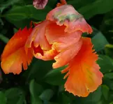 Blumen Tulpen3.webp