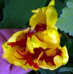Blumen Tulpen4.webp