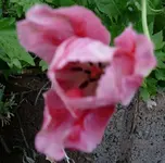Blumen Tulpen5.webp