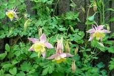 Blumen Akelei.webp