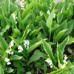 Blumen Maiglöckchen.webp