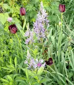 Blumen.webp