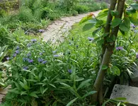 Gartenweg.webp