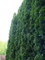 Thujen.webp