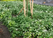 Moschuserdbeeren.webp
