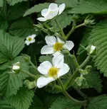 Moschuderdbeeren nah.webp