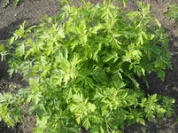 DSCN1984.webp
