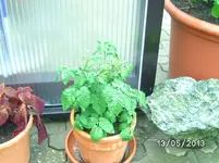 Tommis (2).webp