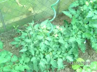 Tomaten (2).webp