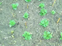Bohnenbeet.webp
