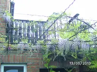 Blauregen (2).webp