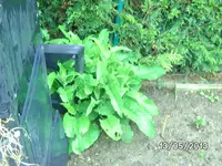 Beinwell.webp