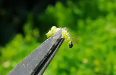 K20D0017.webp
