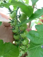 SAM_0788.webp