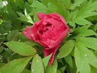 CIMG1322.webp