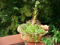 Neue Schale2.22.06.2011.webp