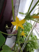 Gurke 2013-05-13.webp