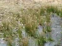 010.webp
