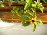 Husarenknöpfchen 001.webp