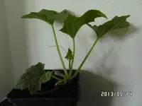 Luffa.webp