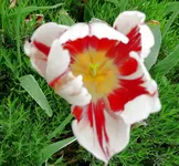 Blumen Tulpen.webp
