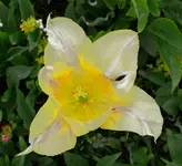 Blumen Tulpen1.webp