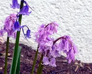 Blumen1.webp