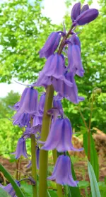 Blumen.webp