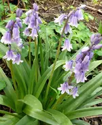 Blumen2.webp