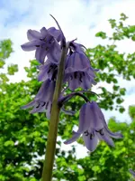 Blumen3.webp