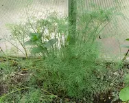 Dill.webp