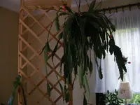 Kaktus1.webp