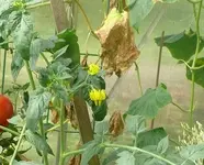 Tomate Gurkenhaus1.webp