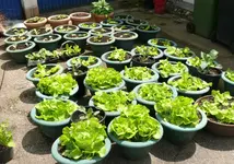 Kopfsalat1.webp
