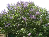 Flieder 14.5.2013.webp