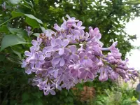 Fliederblüte 14.5.2013.webp