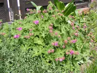 Storchschnabel 14.5.2013.webp