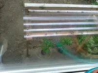 Tomaten 2013-05-14.webp