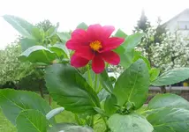 Dahlie-purpur-1.webp