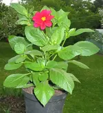 Dahlie-purpur-2.webp