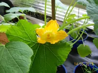 Zucciniblüte 100_1260 (Large).webp
