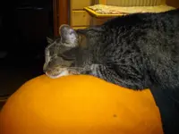 IMGP0338.webp