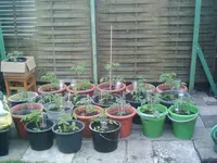 14.Mai 2013 Tomaten.webp