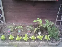 14.Mai 2013 Tomaten (18).webp