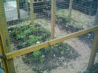14.Mai 2013 Tomaten (20).webp