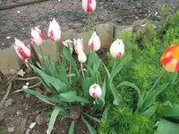 1305140007.webp