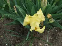 1305140010.webp