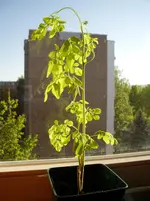 Pflanzen 068.webp