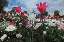 2013_0514Frühling0026.webp