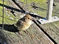 Spatzen (4).webp